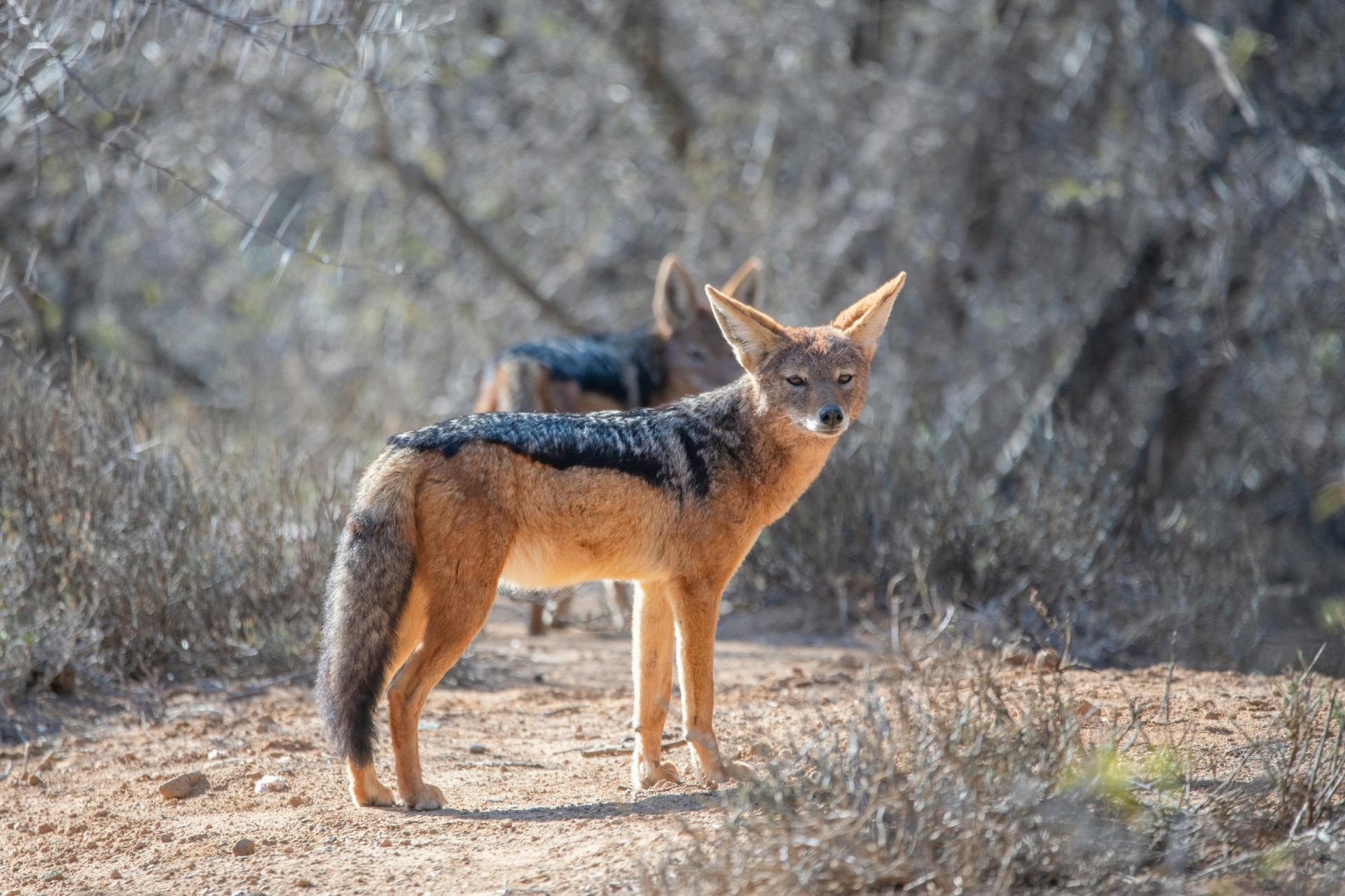 Ts’ehlanyane National Park