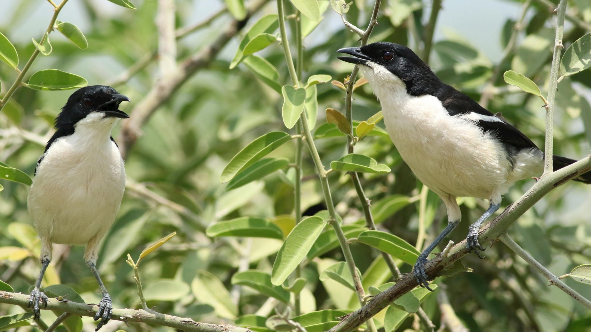 Two black-capped birds with white breasts perched on a leafy branch, one with an open beak.