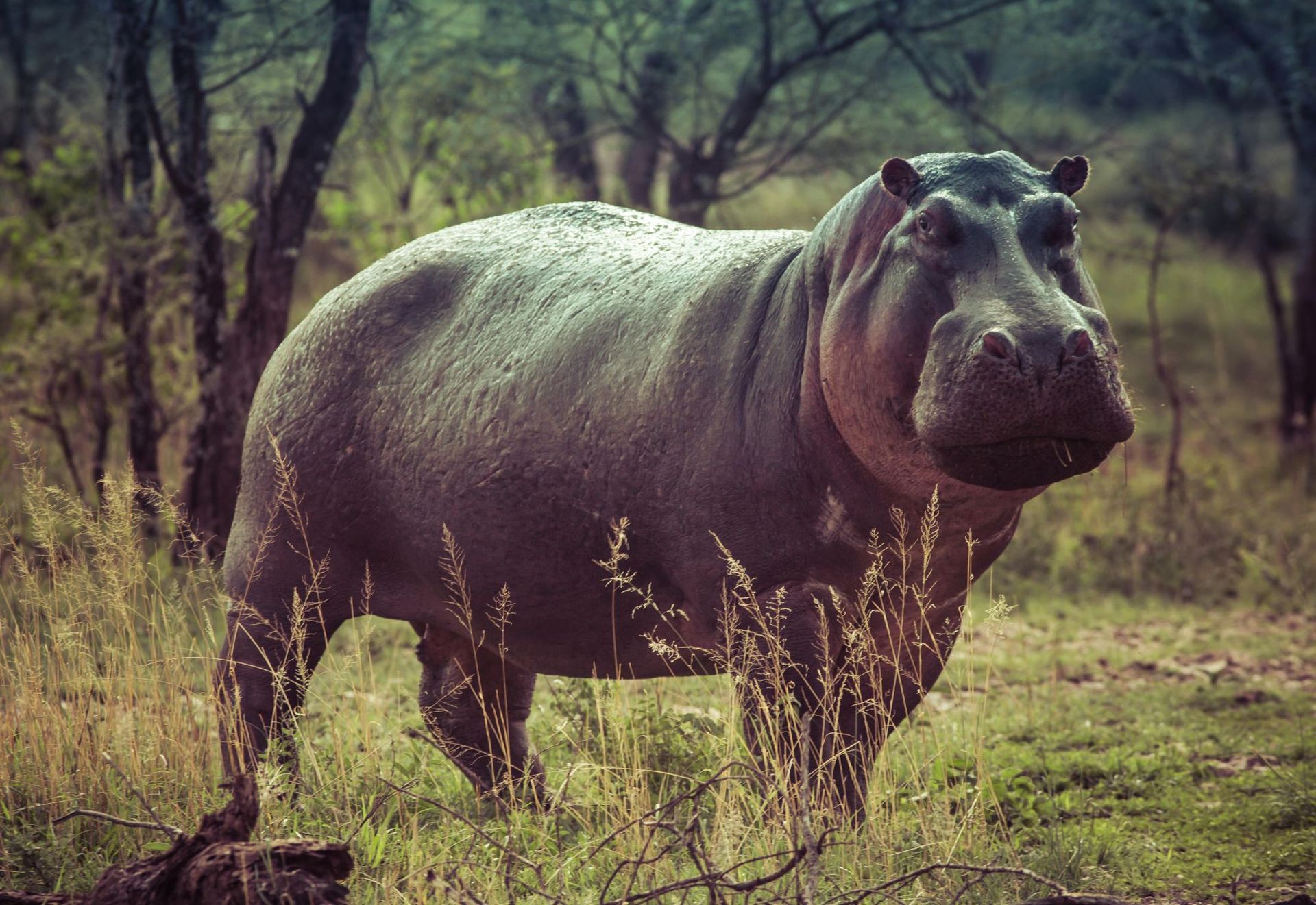 Hippopotamus standing in tall grass, looking toward the viewer; trees in the background.