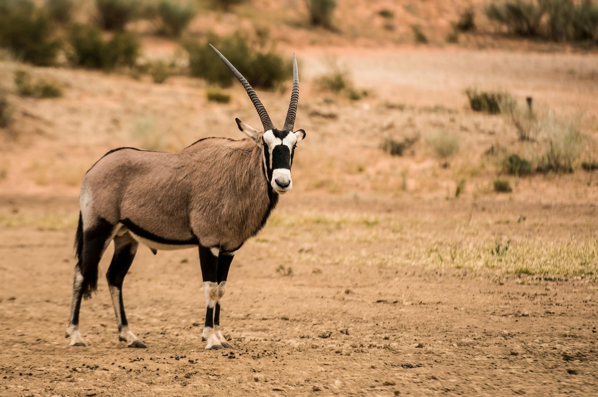 Moremi Game Reserve