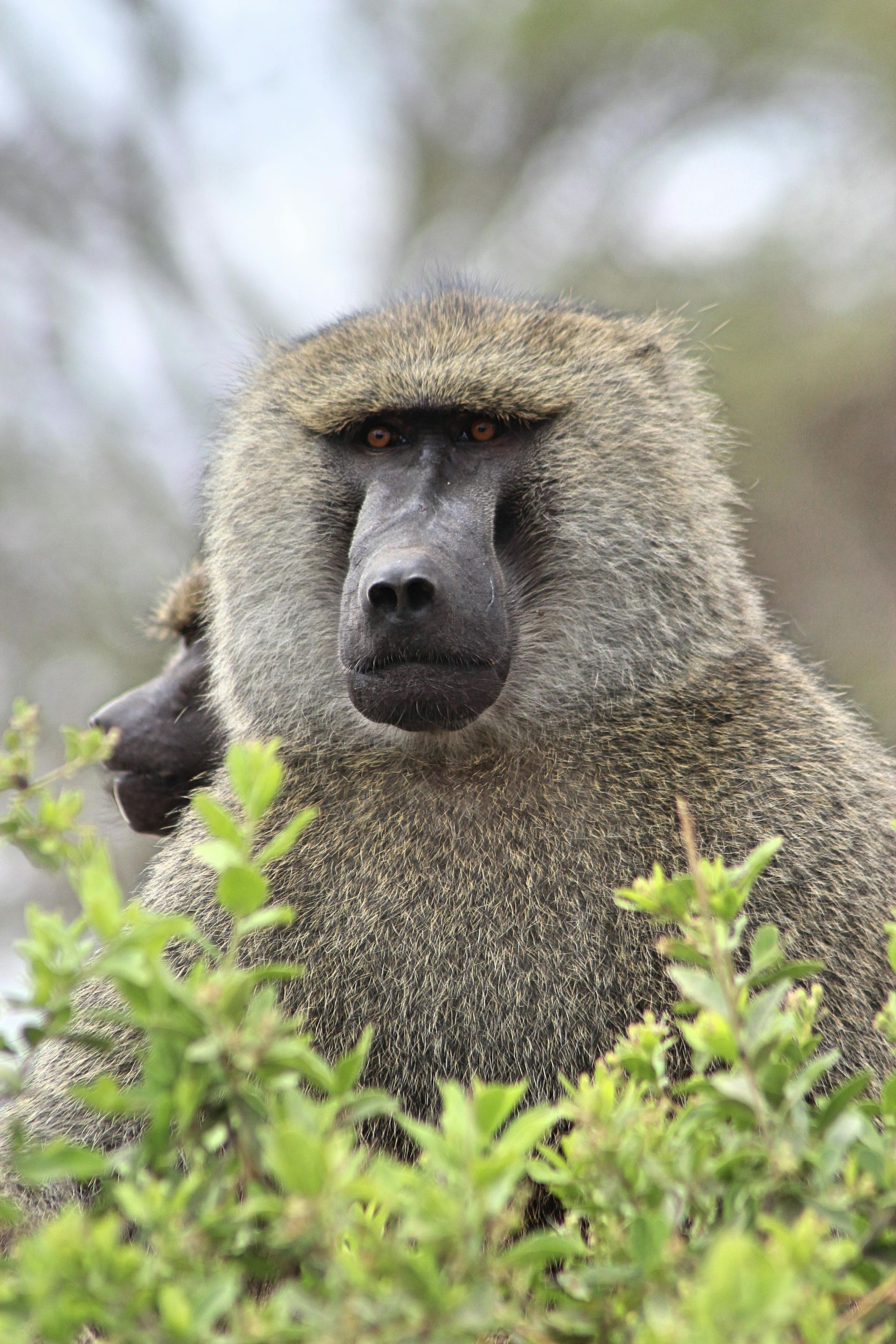 Omo National Park