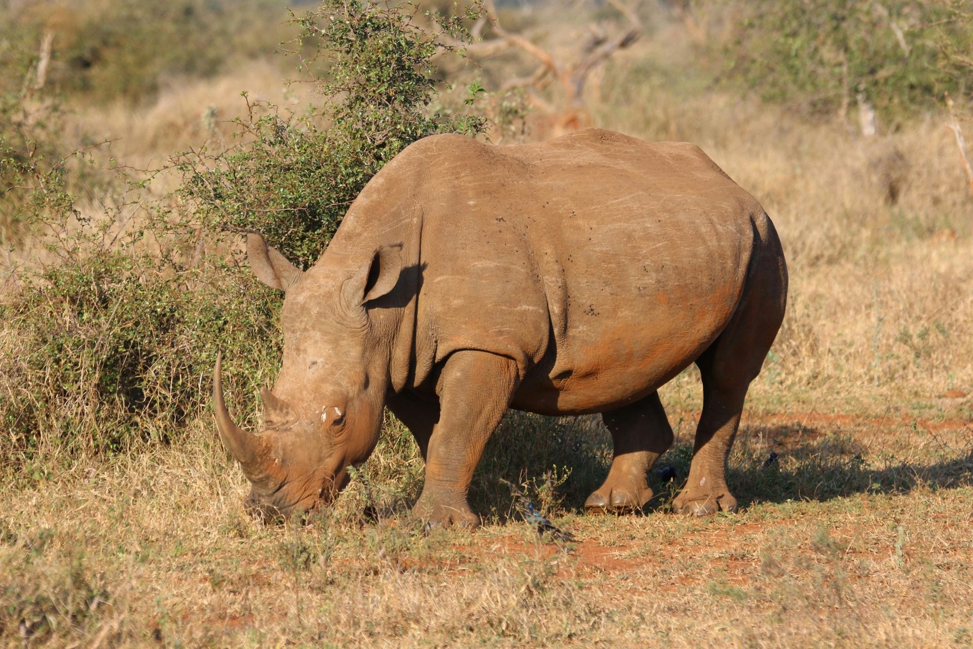White rhinoceros grazing in grassy savanna.