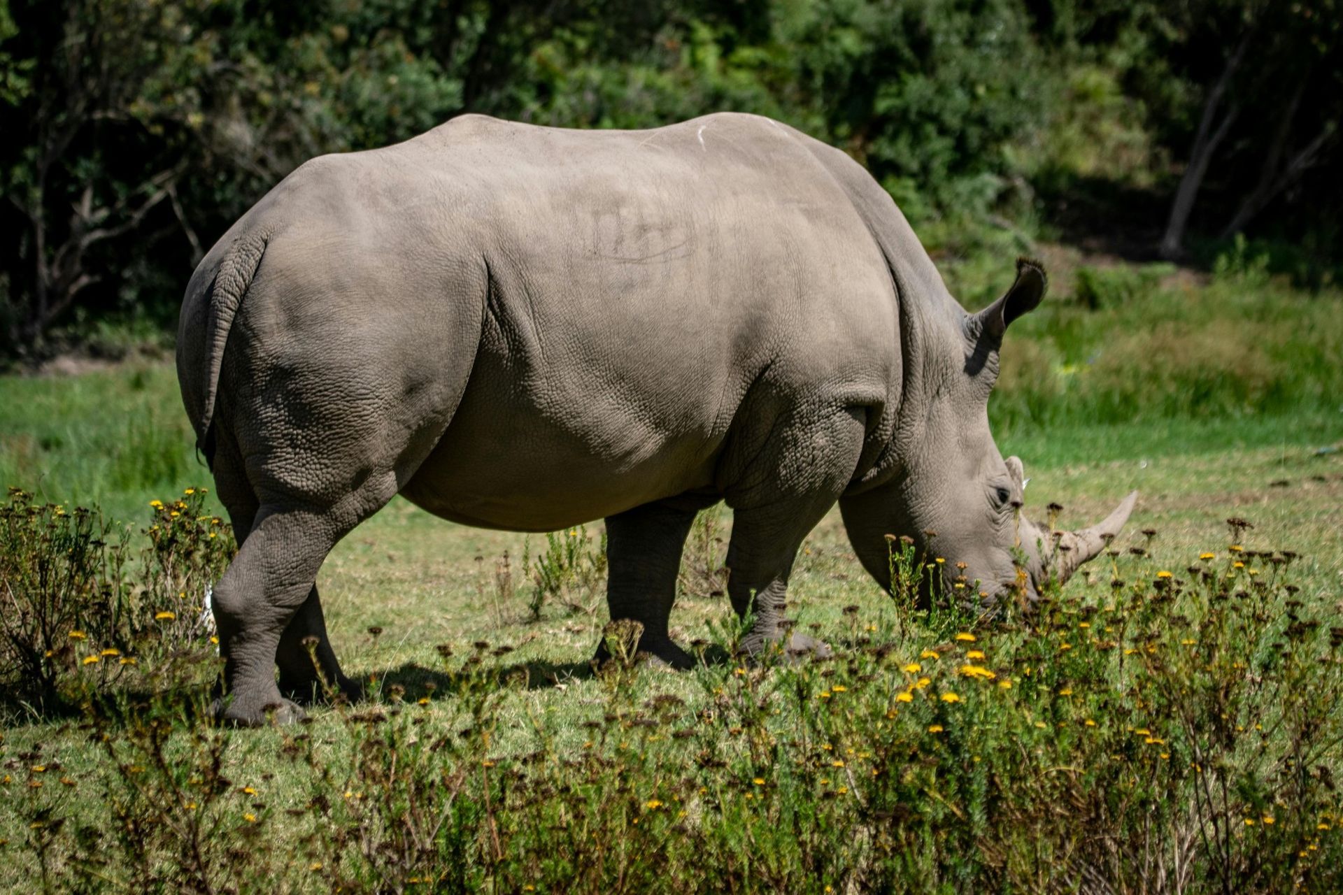 Mkhaya Game Reserve