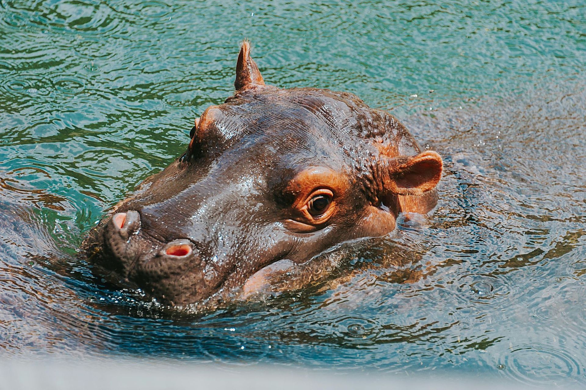 Hippopotamus swimming in water, head above the surface. Brown skin, small eyes and ears.