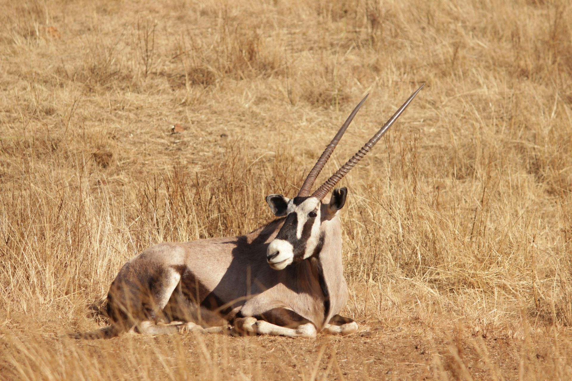 Oryx resting in dry grass, with long horns and grey fur.