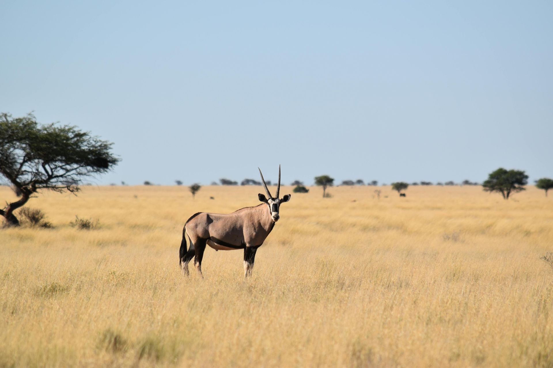 Oryx standing in a grassy savanna with a clear blue sky and scattered trees.
