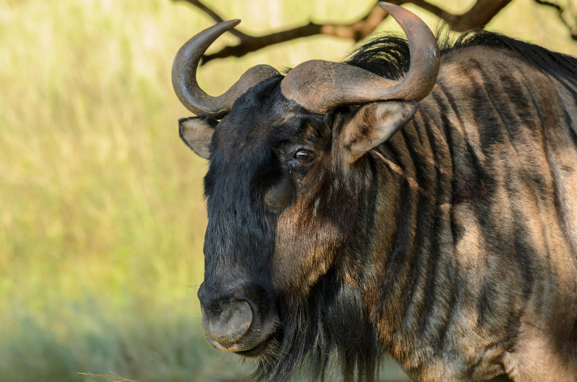 Blue wildebeest, brown horns, black face, looking left, grassy background.