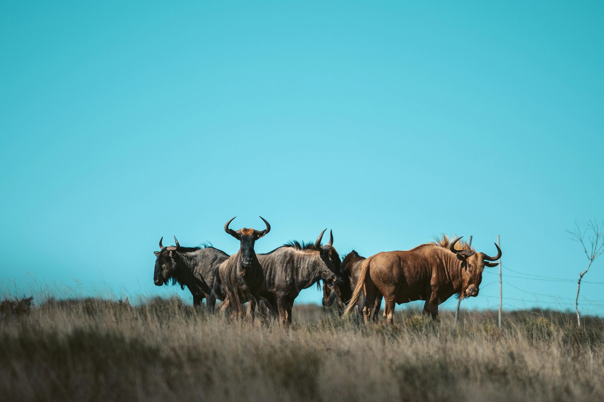 Mlilwane Wildlife Sanctuary