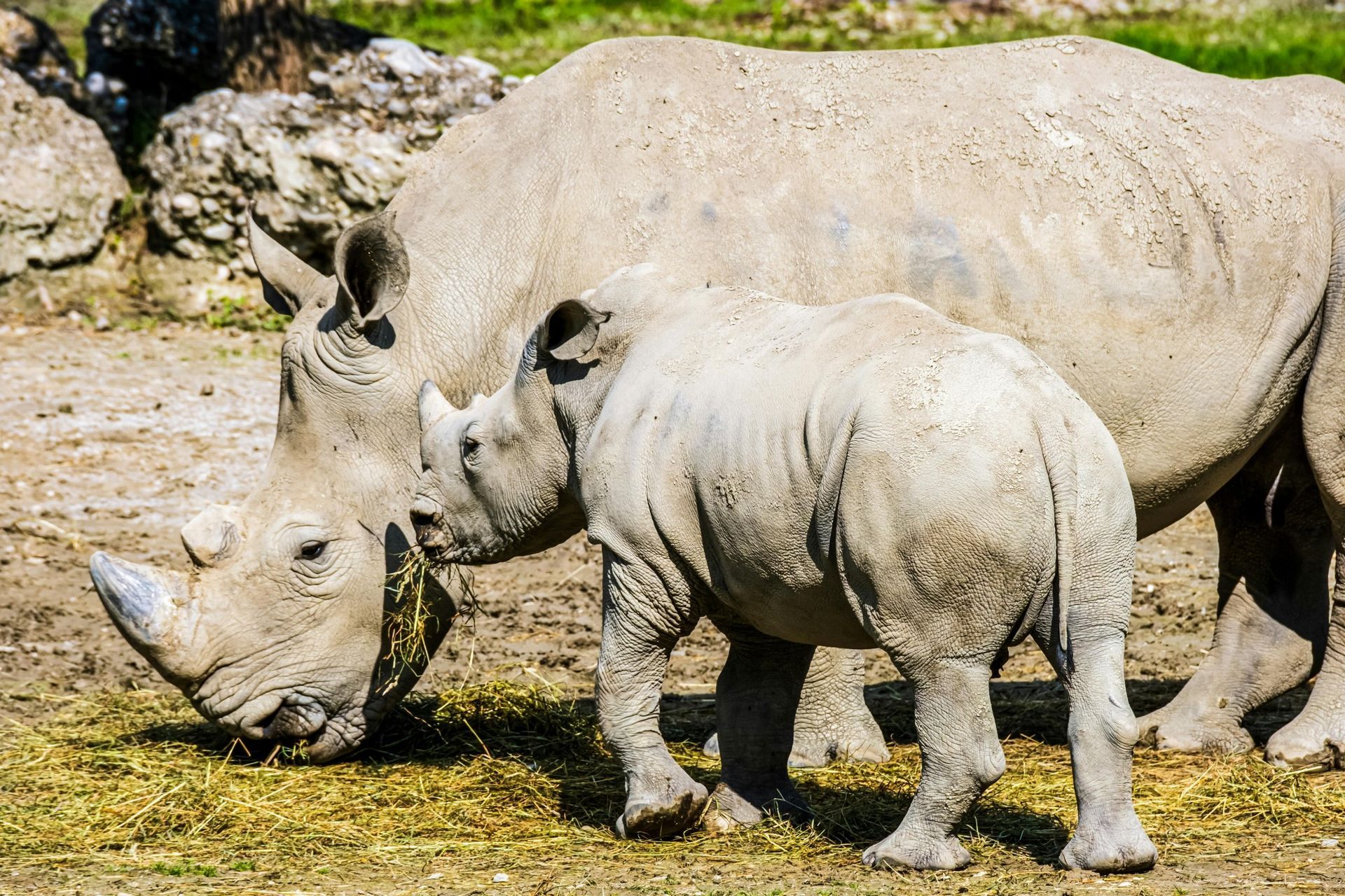 Nairobi National Park