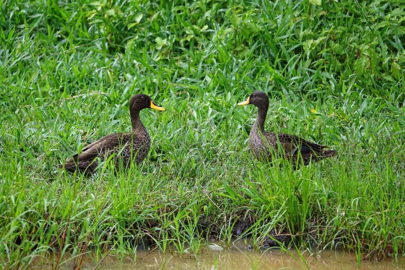Two dark ducks with yellow beaks face each other in tall green grass near water.