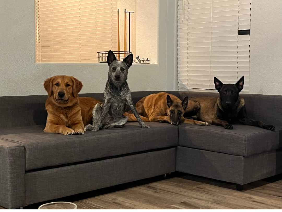 At Your Home Dog Training Home Page