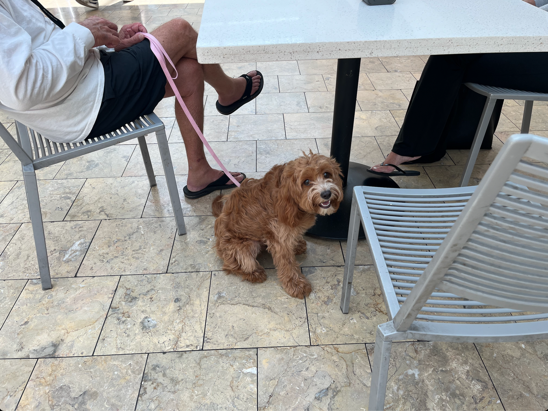 Dog Training Scottsdale Fashion Square