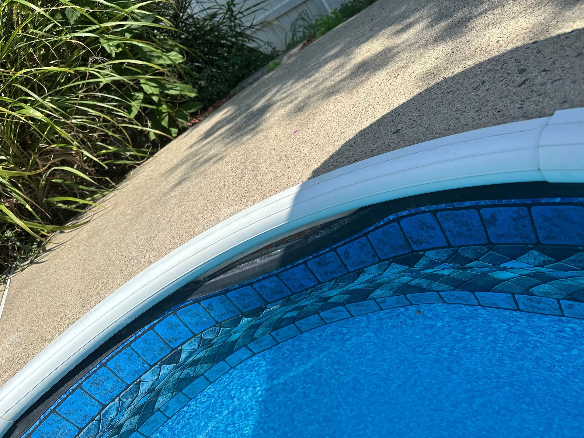 Curved edge of a blue swimming pool beside tan concrete and green plants