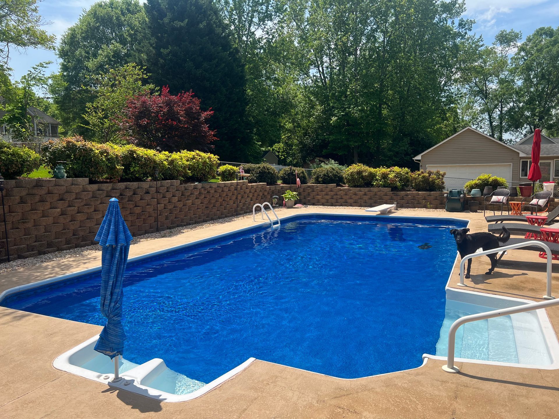 Backyard swimming pool with blue water, brick wall, lounge chairs, and trees on a sunny day