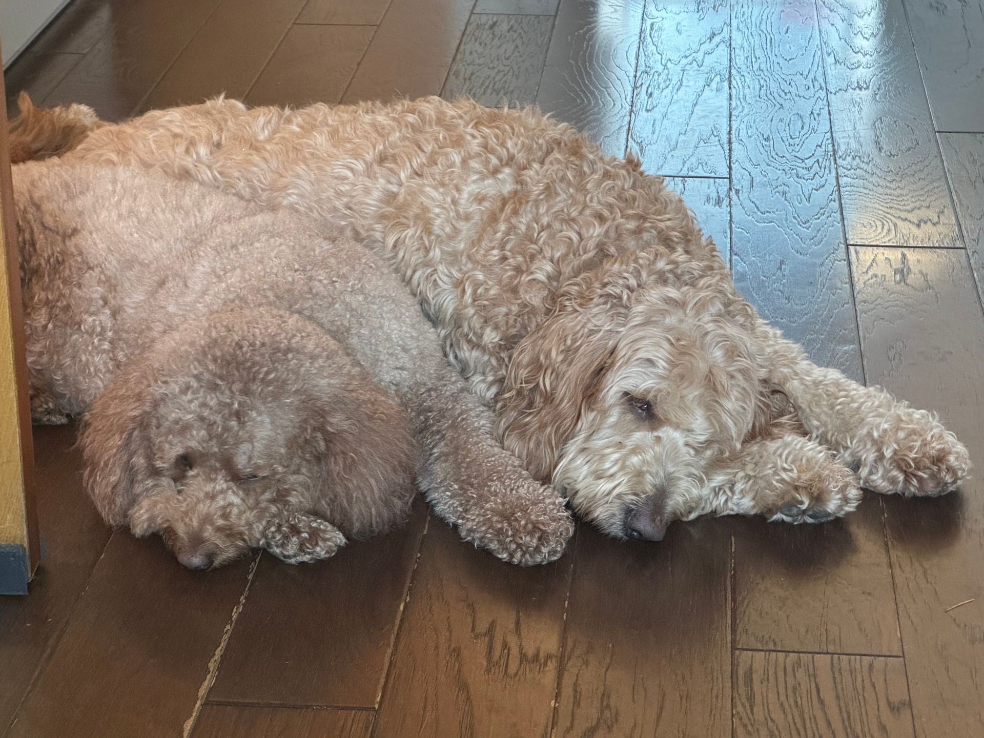 Carson & Thunder