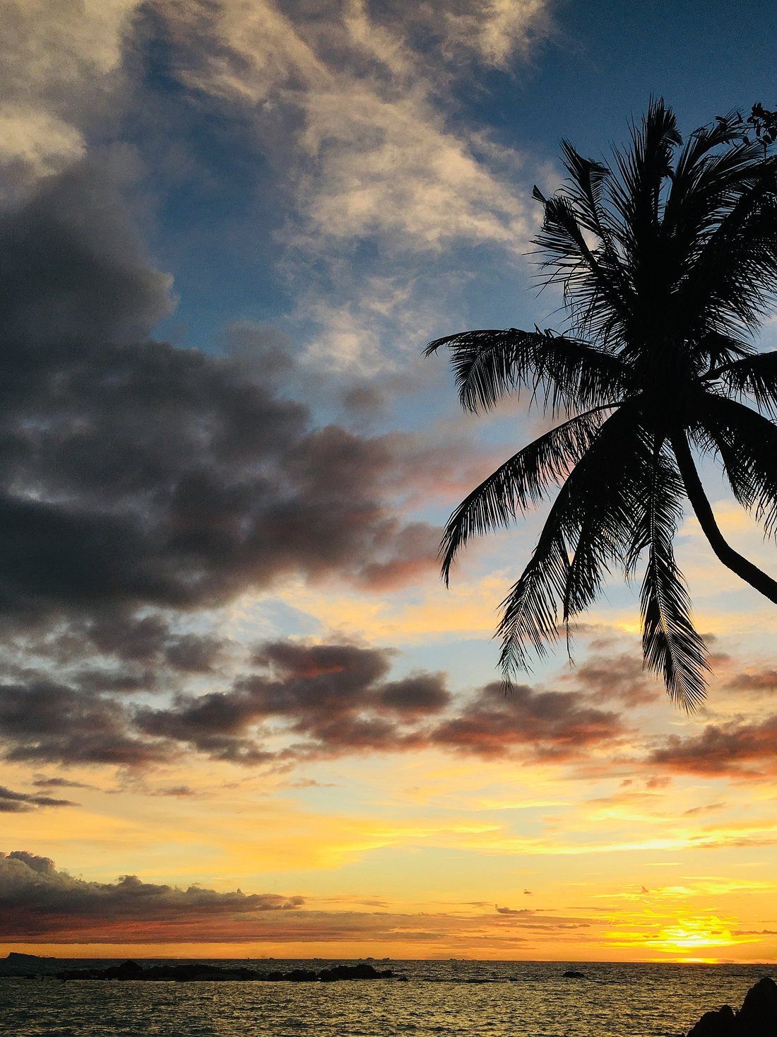 Sunset over calm ocean with golden clouds and a silhouetted palm tree