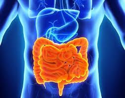 Inflammatory+Bowel+Disease+IBD