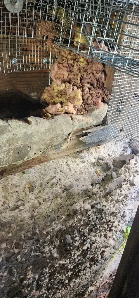 Brown foamy mushroom-like growth on a concrete ledge inside a wire-mesh enclosure