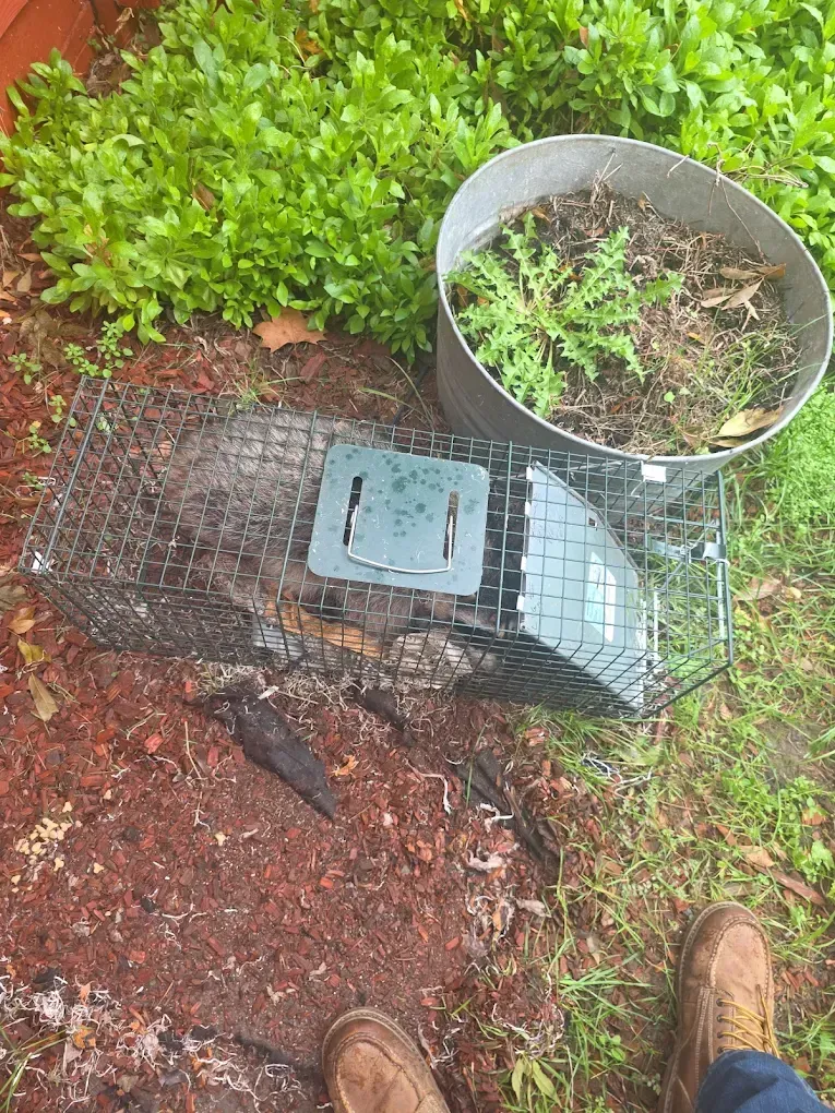 Wire live trap on grass beside a metal bucket and brown soil, with a shoe visible at right.