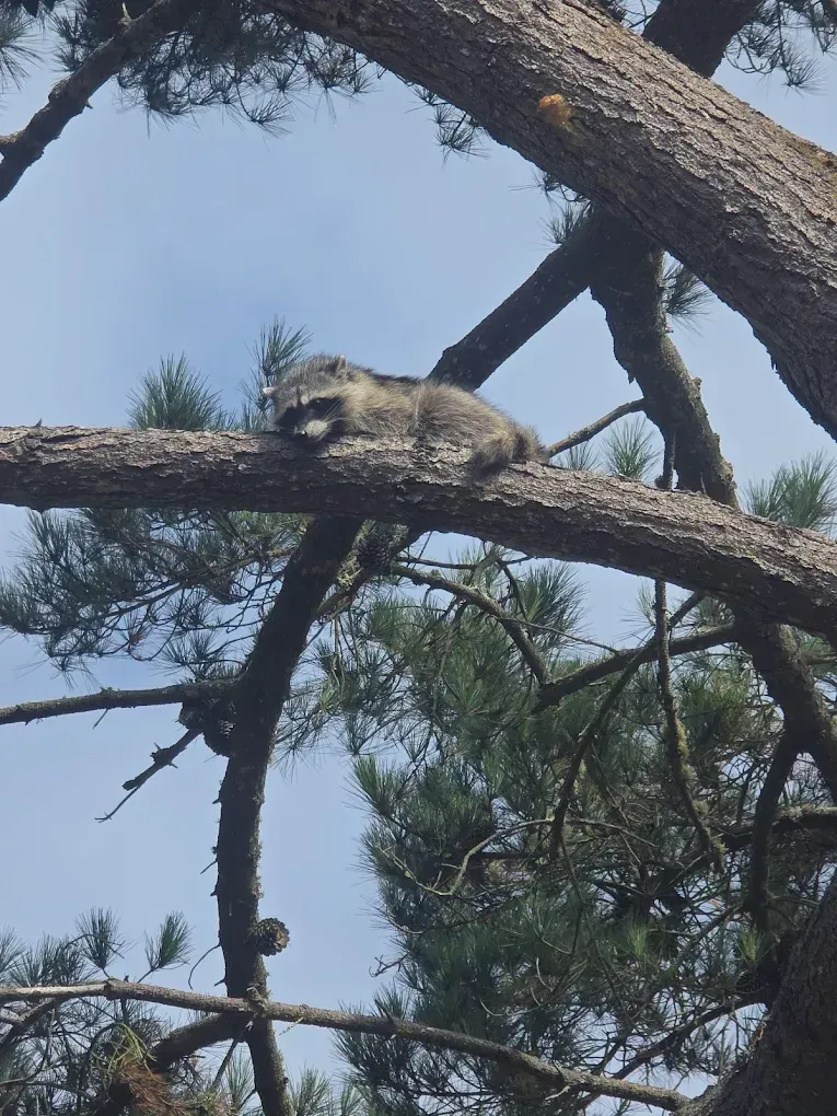 Squirrel lying on a tree branch amid pine needles against a blue sky