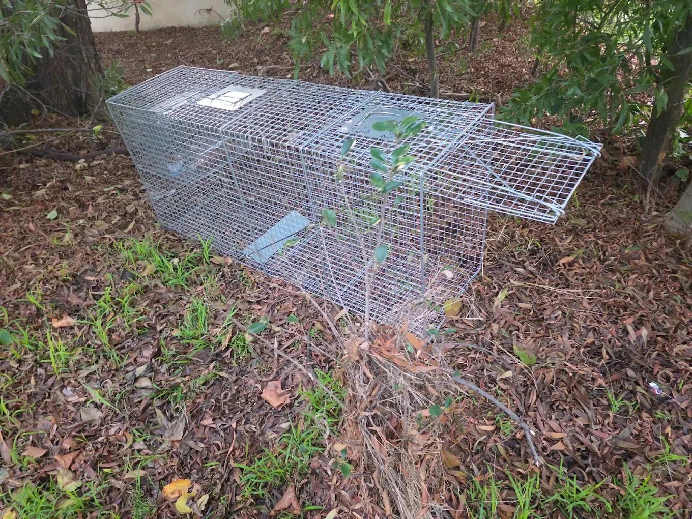 Collapsed wire animal trap in a leafy yard beside bushes and mulch.