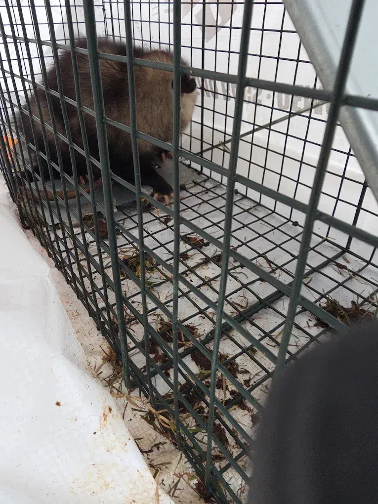 Small brown animal in a metal cage on a white floor, viewed through the bars.