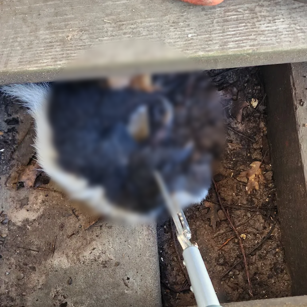 Blurred dark kitten being brushed under a wooden surface, with a hand holding a white grooming tool.