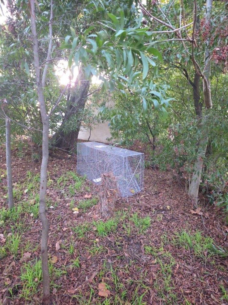Wire cage trap in a wooded backyard, surrounded by trees and leafy ground cover.