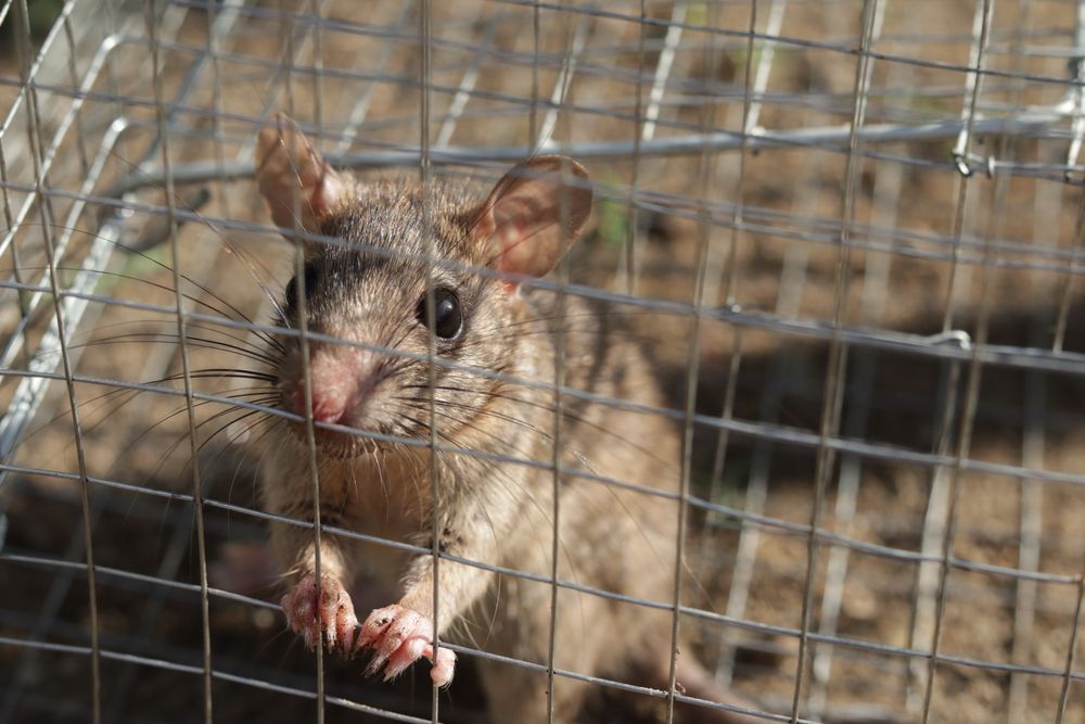 Small brown rodent gripping a wire cage, looking through the mesh outdoors