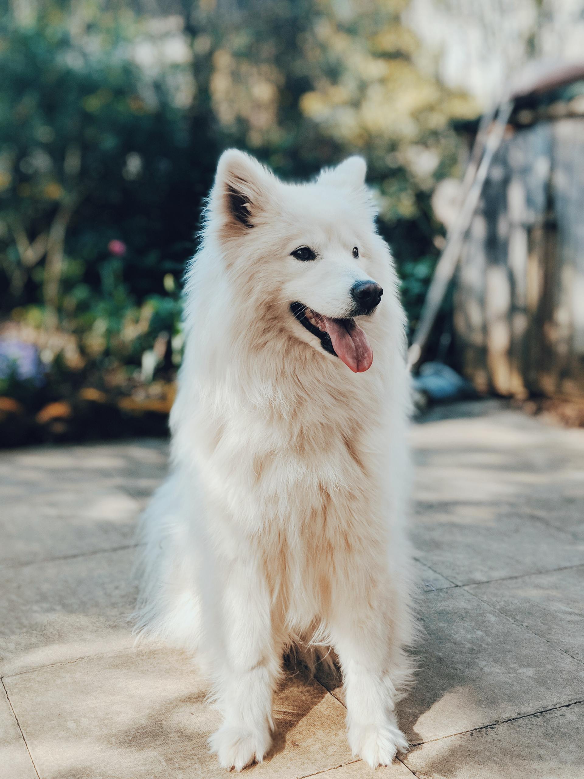 long-haired-dog-panting