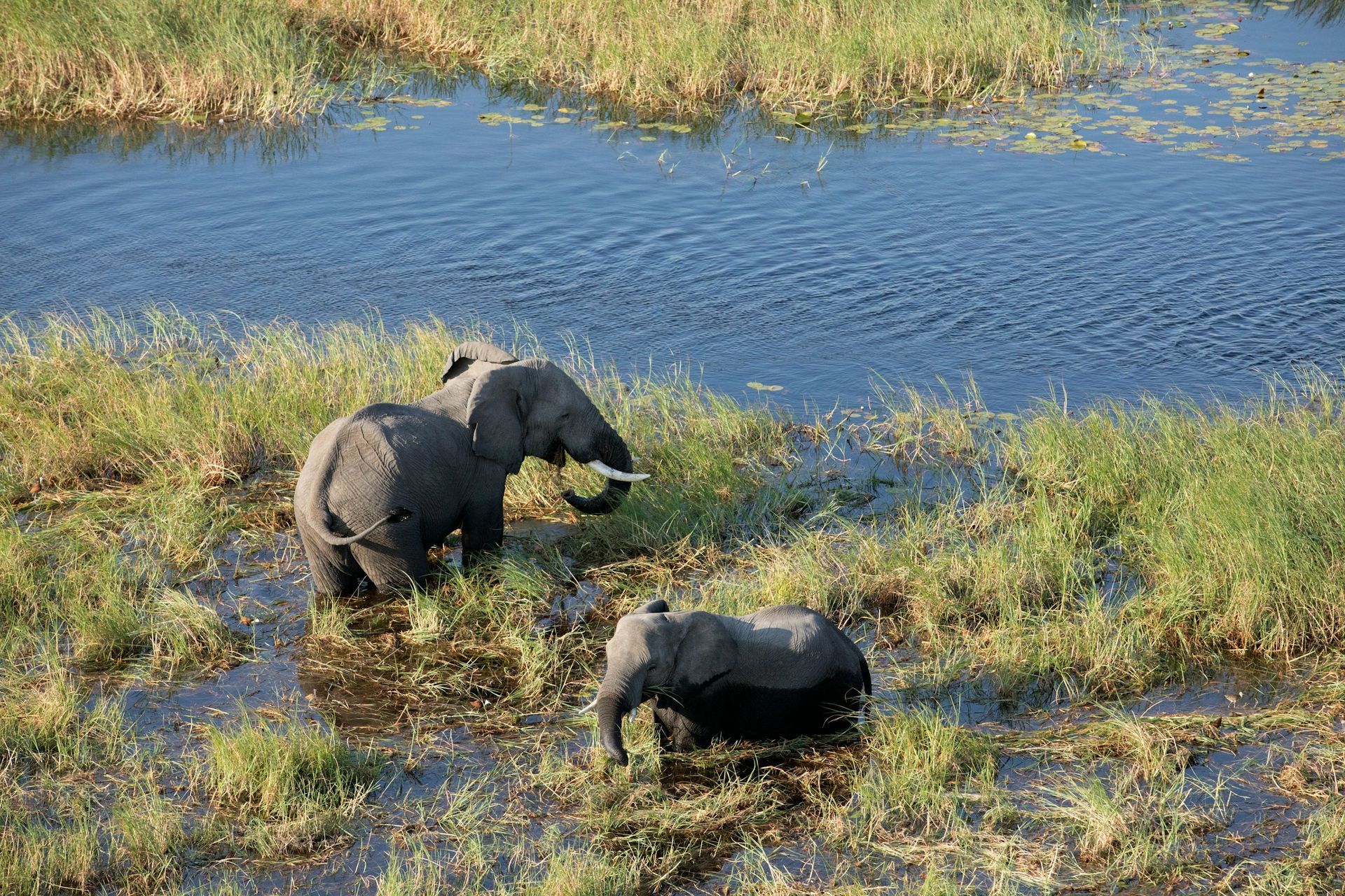 Two African elephants graze in shallow, marshy water filled with green grasses under clear daylight.