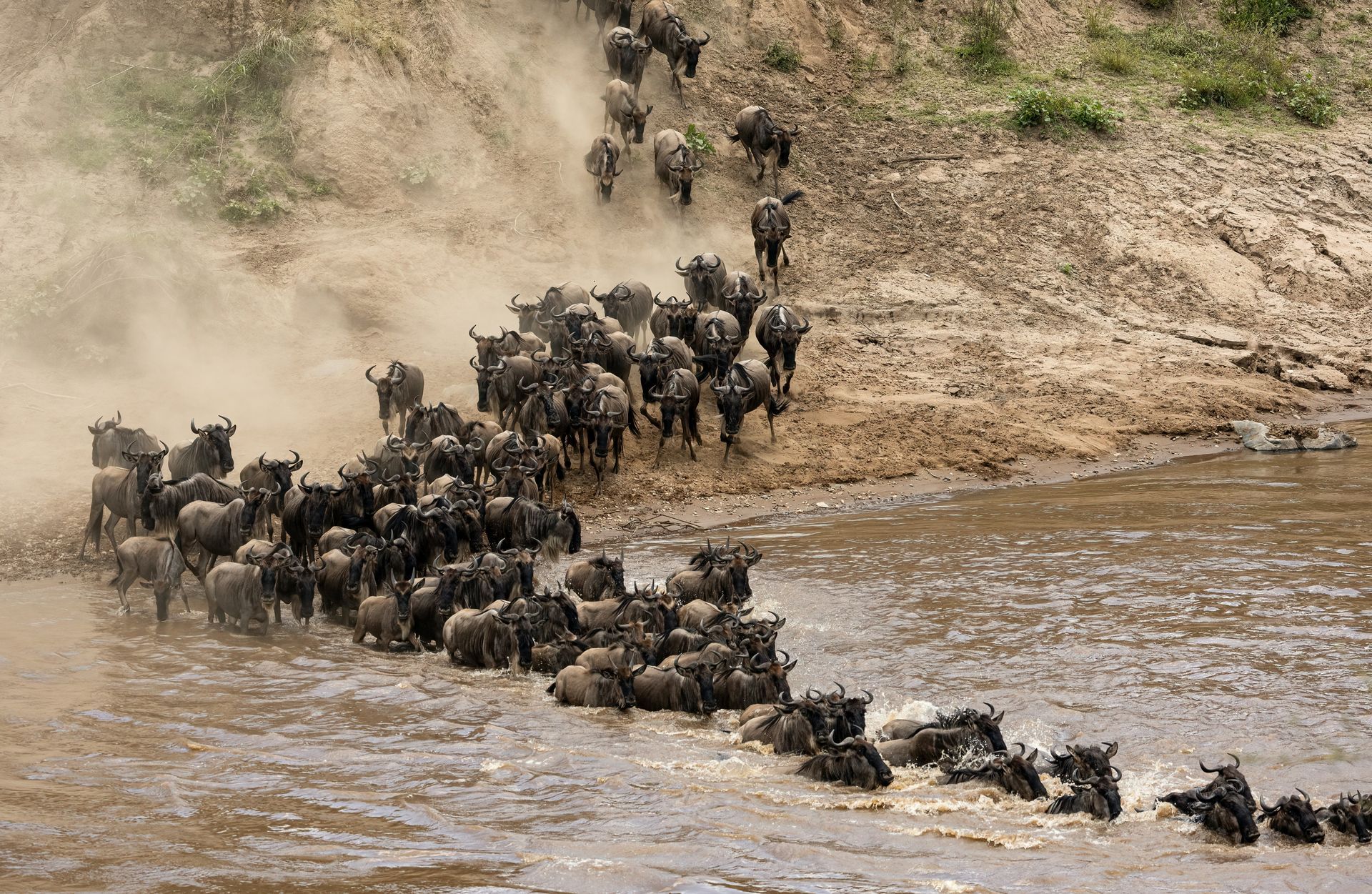 A large herd of wildebeest crosses a muddy river as others descend a steep, dusty bank in the background.