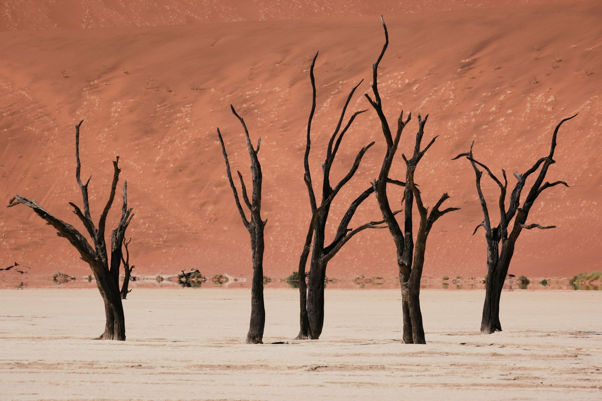 Dead camel thorn trees stand on a white clay pan against a backdrop of massive, orange-red sand dunes in Deadvlei, Namibia.
