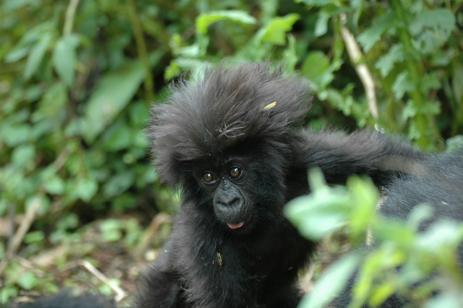 A small mountain gorilla with a tufted, spiky hairstyle gazes forward from amidst lush green forest foliage.