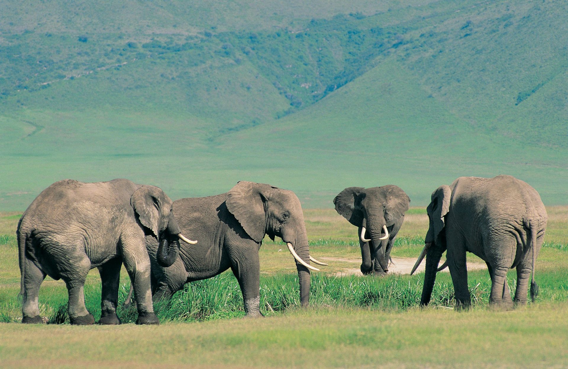 Four elephants walk through a lush, grassy field with green, hilly mountains in the background.