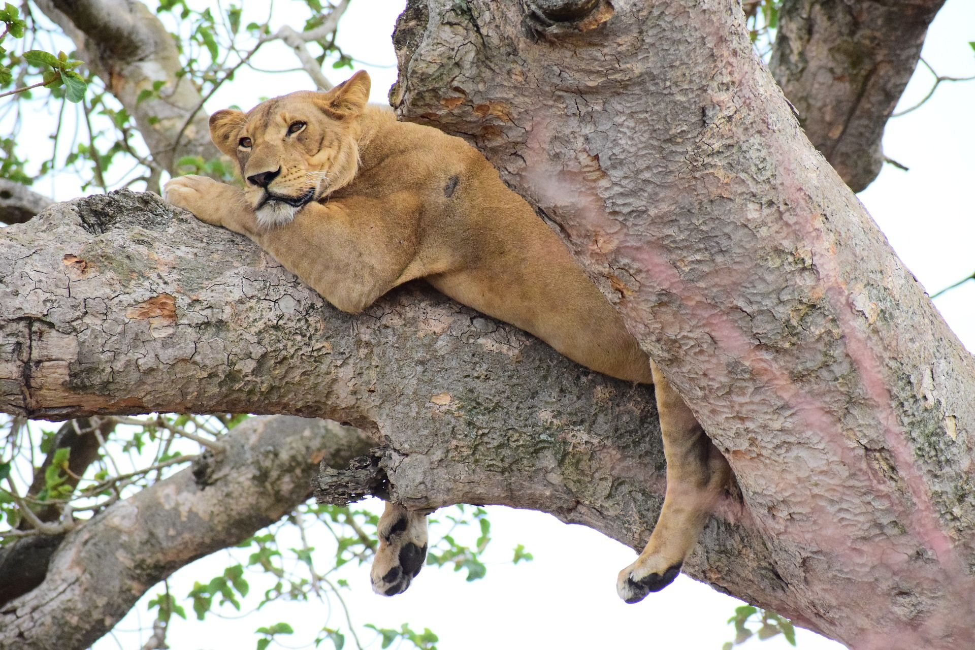 A lion rests in a relaxed position while perched on the thick, textured branch of a tree.
