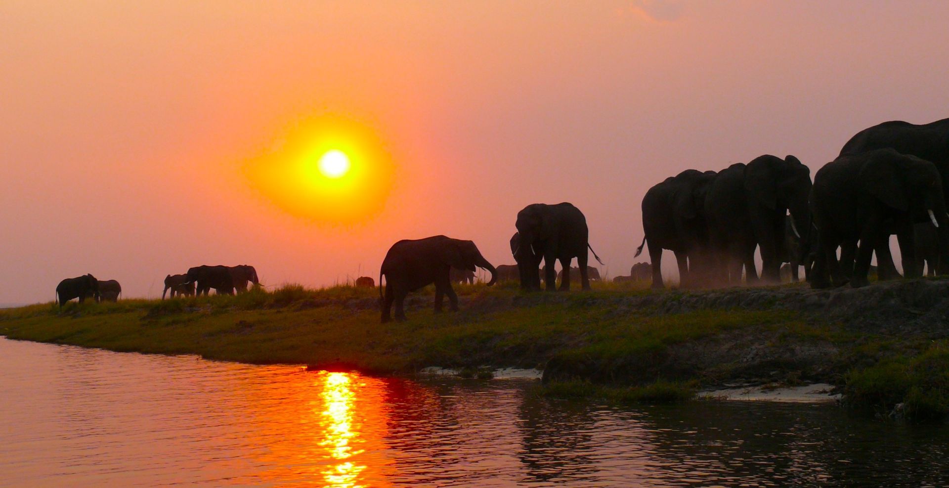 A herd of elephants walks along a grassy riverbank against a bright, warm sunset.