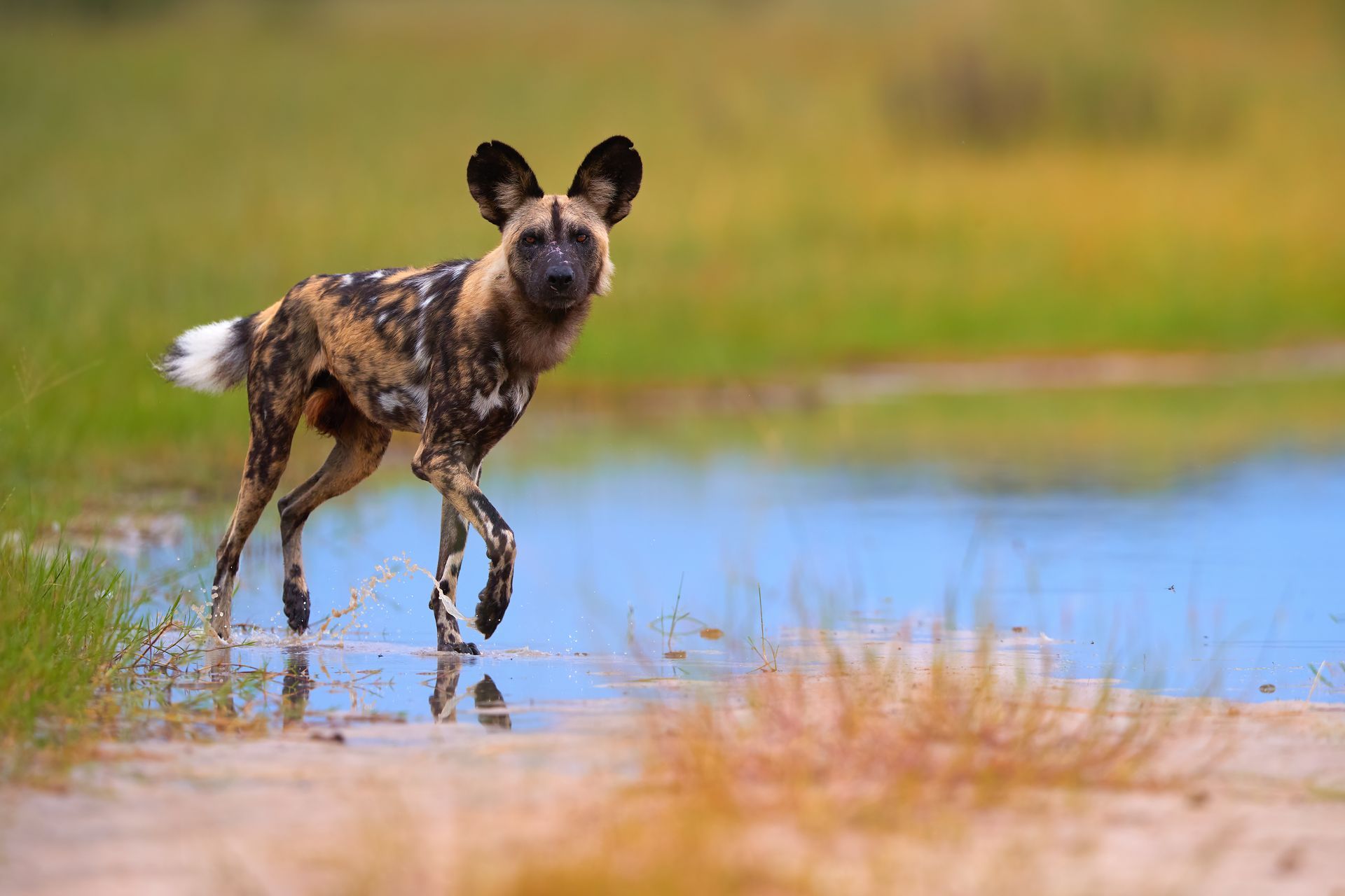 An African wild dog with black, white, and tan fur walks through shallow water in a grassy, sunlit field.