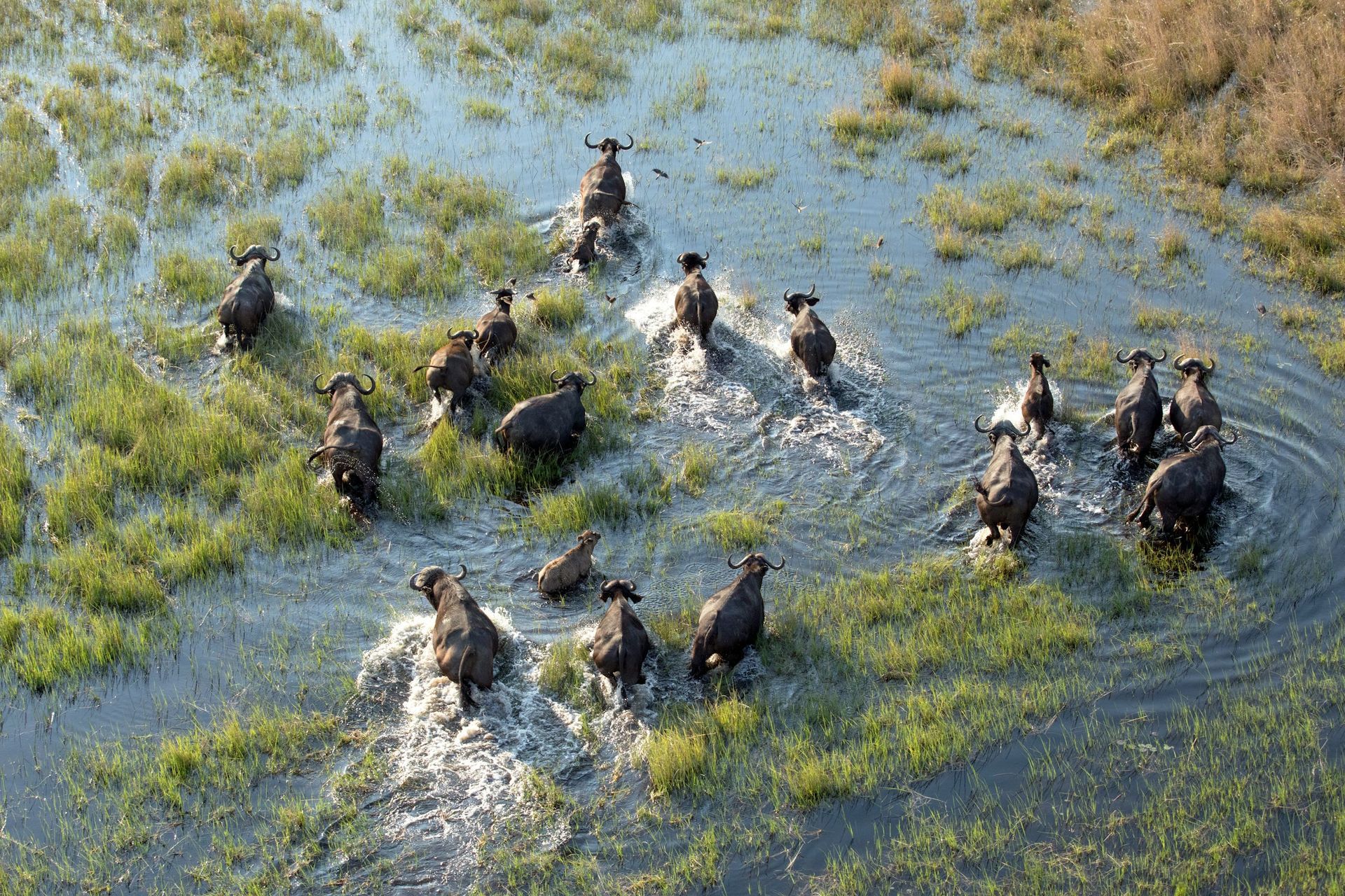 A herd of dark-colored water buffalo wading through a shallow, grassy marshland from an aerial perspective.