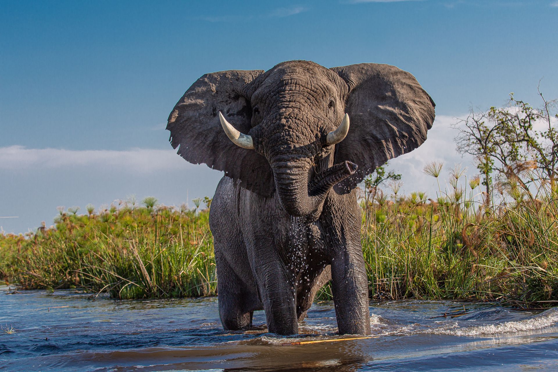 An African elephant stands in shallow water, its ears spread wide, with lush green vegetation in the background.
