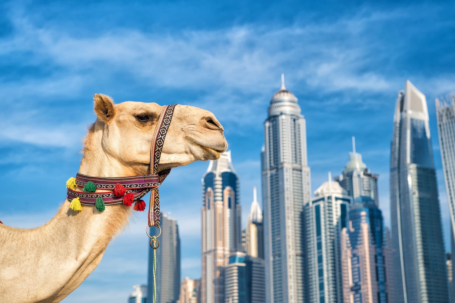 A camel wearing a decorative colorful harness stands in front of a modern city skyline under a clear blue sky.