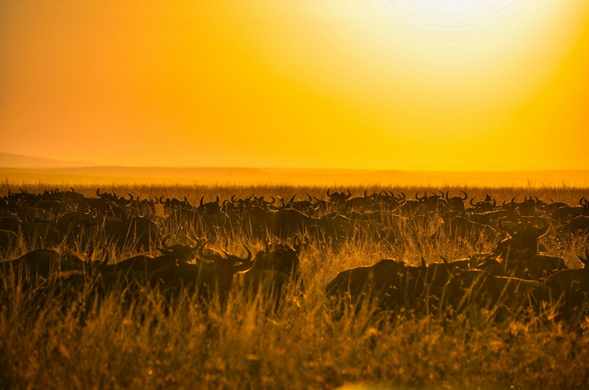 A large herd of wildebeest grazing in tall grass at sunset, bathed in a warm, golden glow.