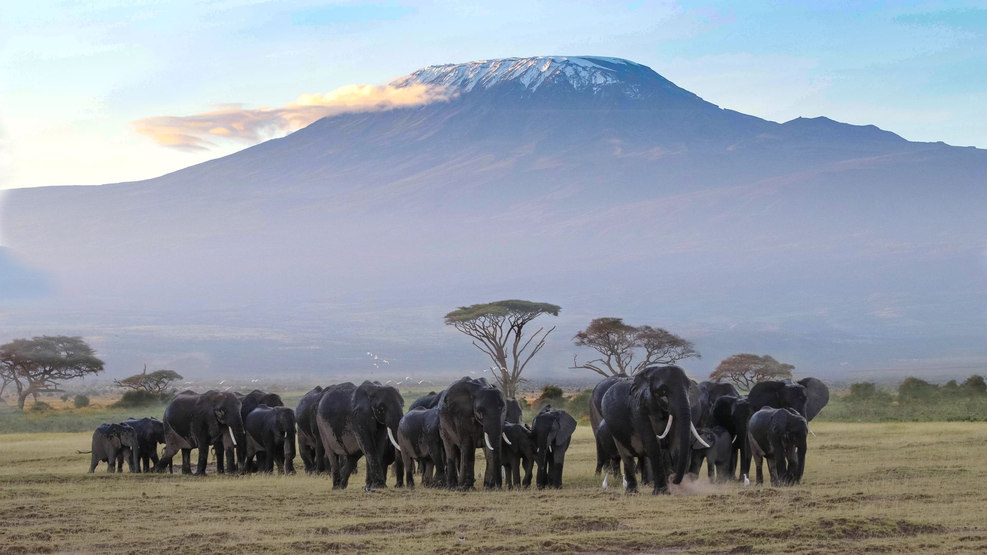 A herd of elephants walking across a grassy savanna with Mount Kilimanjaro in the background under a soft, hazy sky.