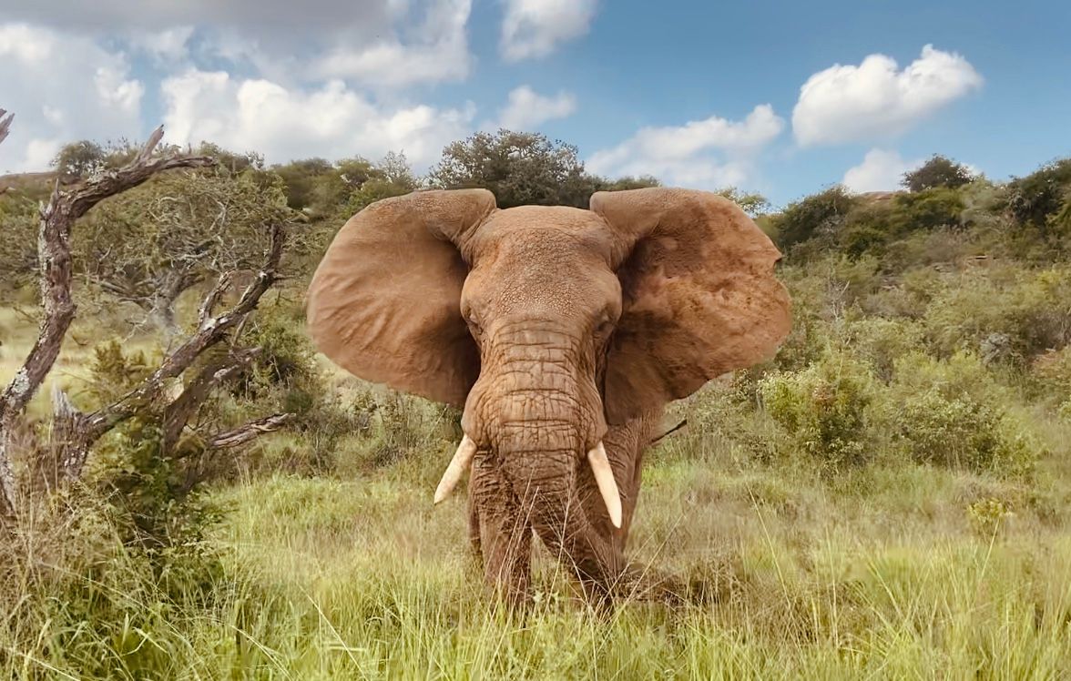 An African elephant with large, flared ears stands in a grassy, sunlit landscape with trees under a partly cloudy sky.