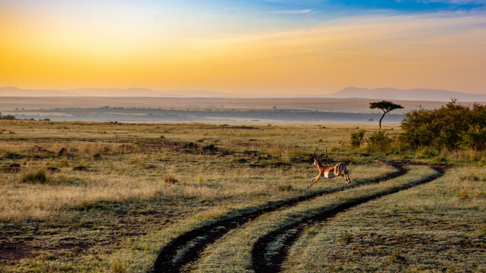 A gazelle runs across a dirt path in a vast, golden African savanna at sunrise, with a lone tree in the distance.