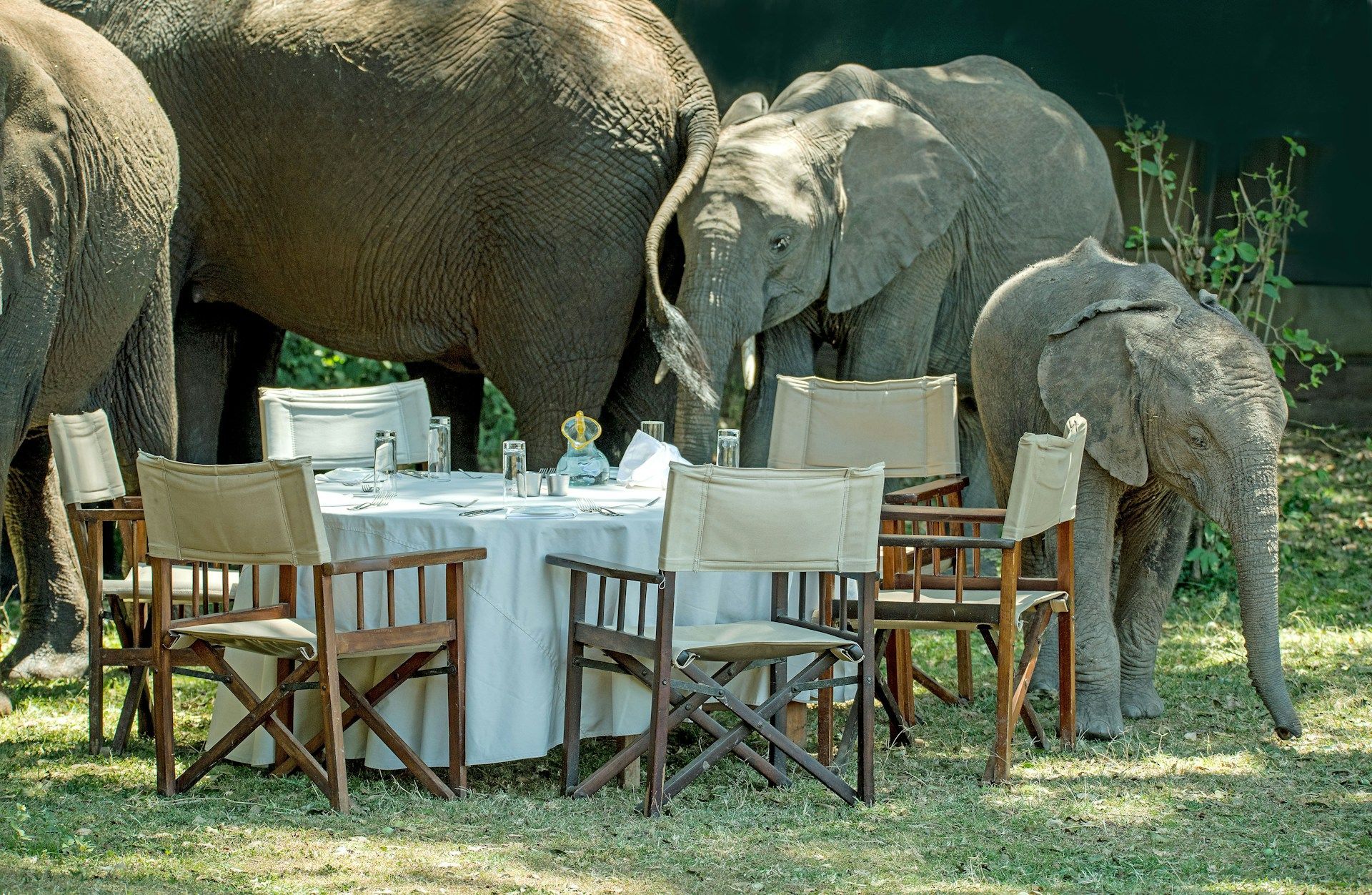 A dining table with chairs set in a grassy area surrounded by several elephants.
