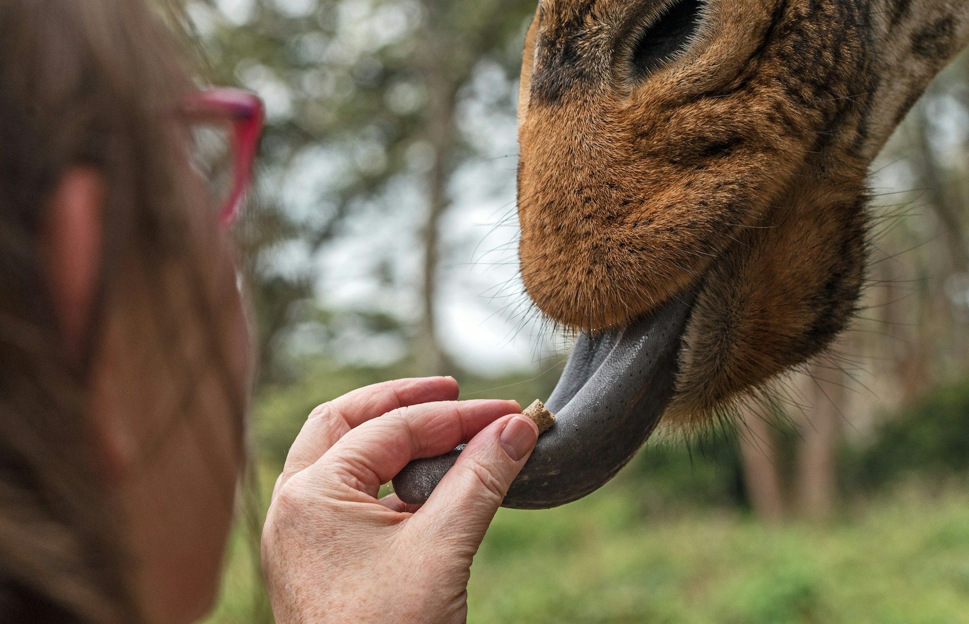 A person feeds a small treat by hand to a giraffe, which extends its long, dark tongue to take the food.