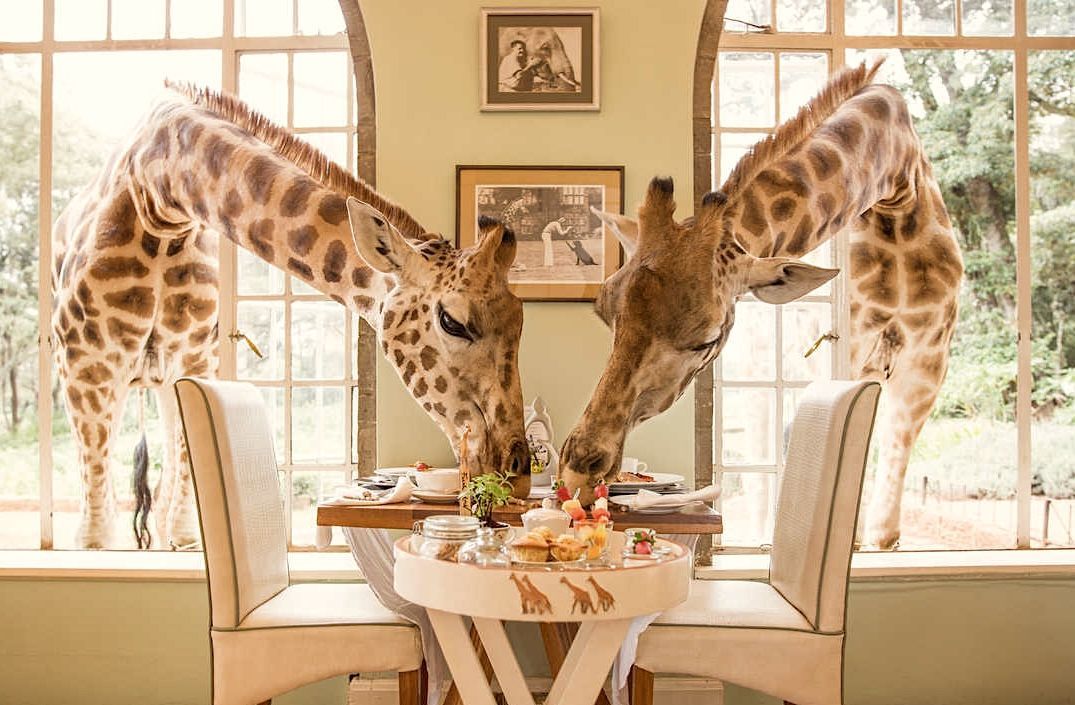 Two giraffes poke their heads through large windows to eat food from a table set for two in a brightly lit room.