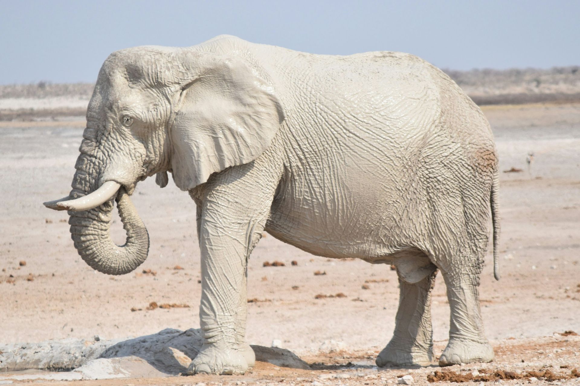 An elephant covered in white mud stands on dry, light-colored terrain against a pale sky.