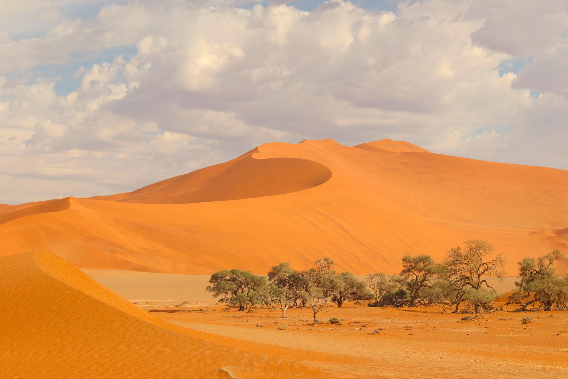 Tall orange sand dunes rise against a blue, cloudy sky, with a cluster of small desert trees in the foreground.